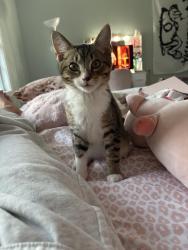 Lost Male Cat last seen Merhyn way, Verona, KY 41092