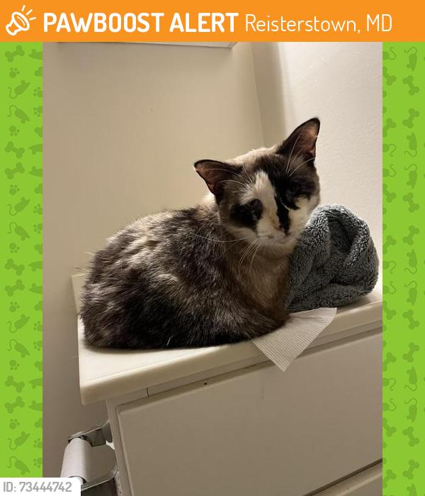 Found/Stray Female Cat last seen Morningside apmts, Reisterstown, MD 21136
