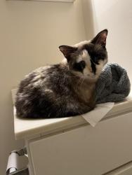 Found/Stray Female Cat last seen Morningside apmts, Reisterstown, MD 21136