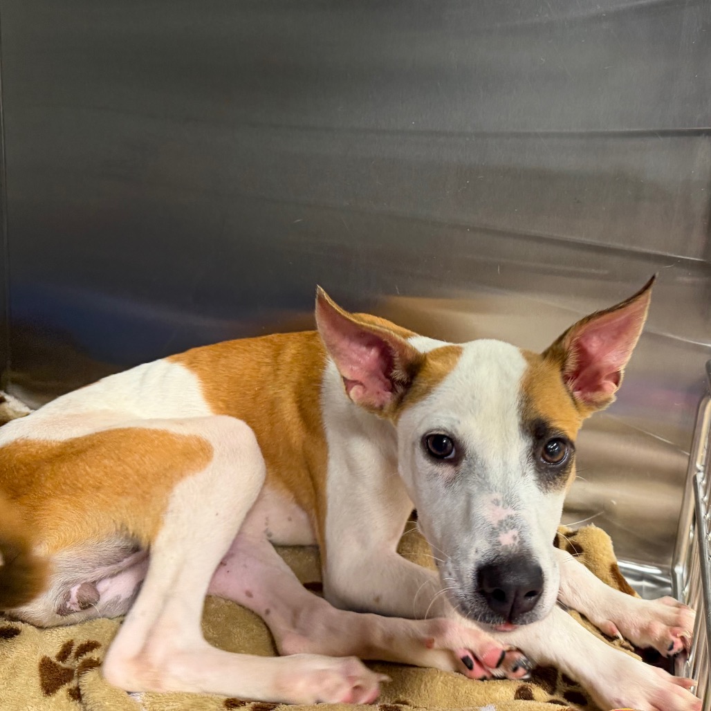 Shelter Stray Female Dog last seen , 3607 N Armenia Ave, Tampa, FL 33607, USA