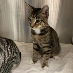 Shelter Stray Male Cat last seen , 3607 N Armenia Ave, Tampa, FL 33607, USA