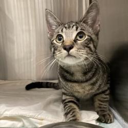 Shelter Stray Male Cat last seen , 3607 N Armenia Ave, Tampa, FL 33607, USA