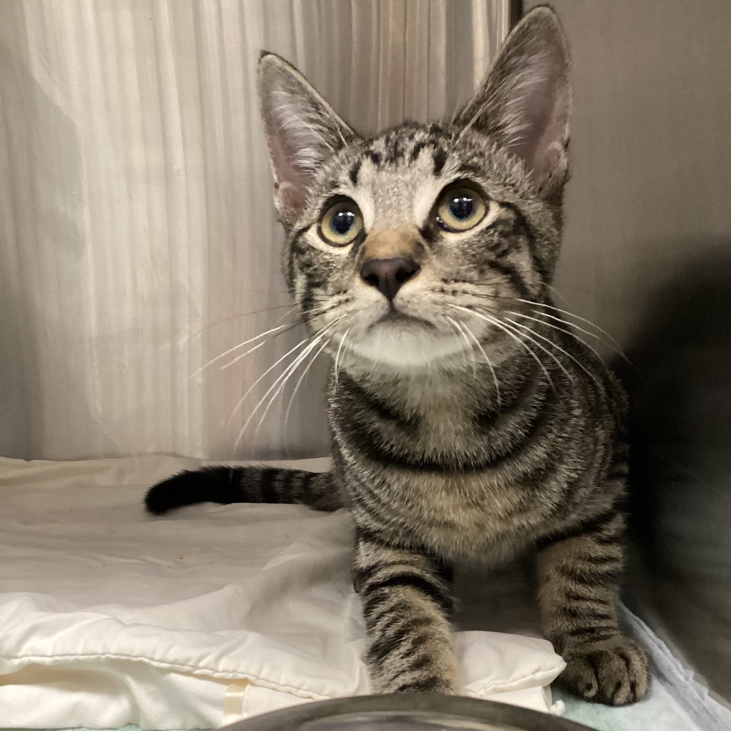 Shelter Stray Male Cat last seen , 3607 N Armenia Ave, Tampa, FL 33607, USA