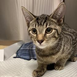 Shelter Stray Female Cat last seen , 3607 N Armenia Ave, Tampa, FL 33607, USA