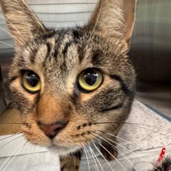 Shelter Stray Male Cat last seen , 3607 N Armenia Ave, Tampa, FL 33607, USA