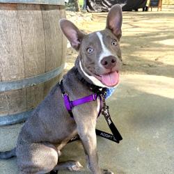 Shelter Stray Male Dog last seen , 361 S Raymond Ave, Pasadena, CA 91105, USA