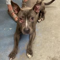 Shelter Stray Female Dog last seen , 2350 Appling City Cove, Memphis, TN 38133, USA