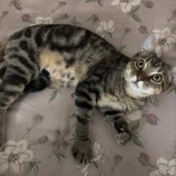 Shelter Stray Male Cat last seen , 8020 Washington St, Port Richey, FL 34668, USA