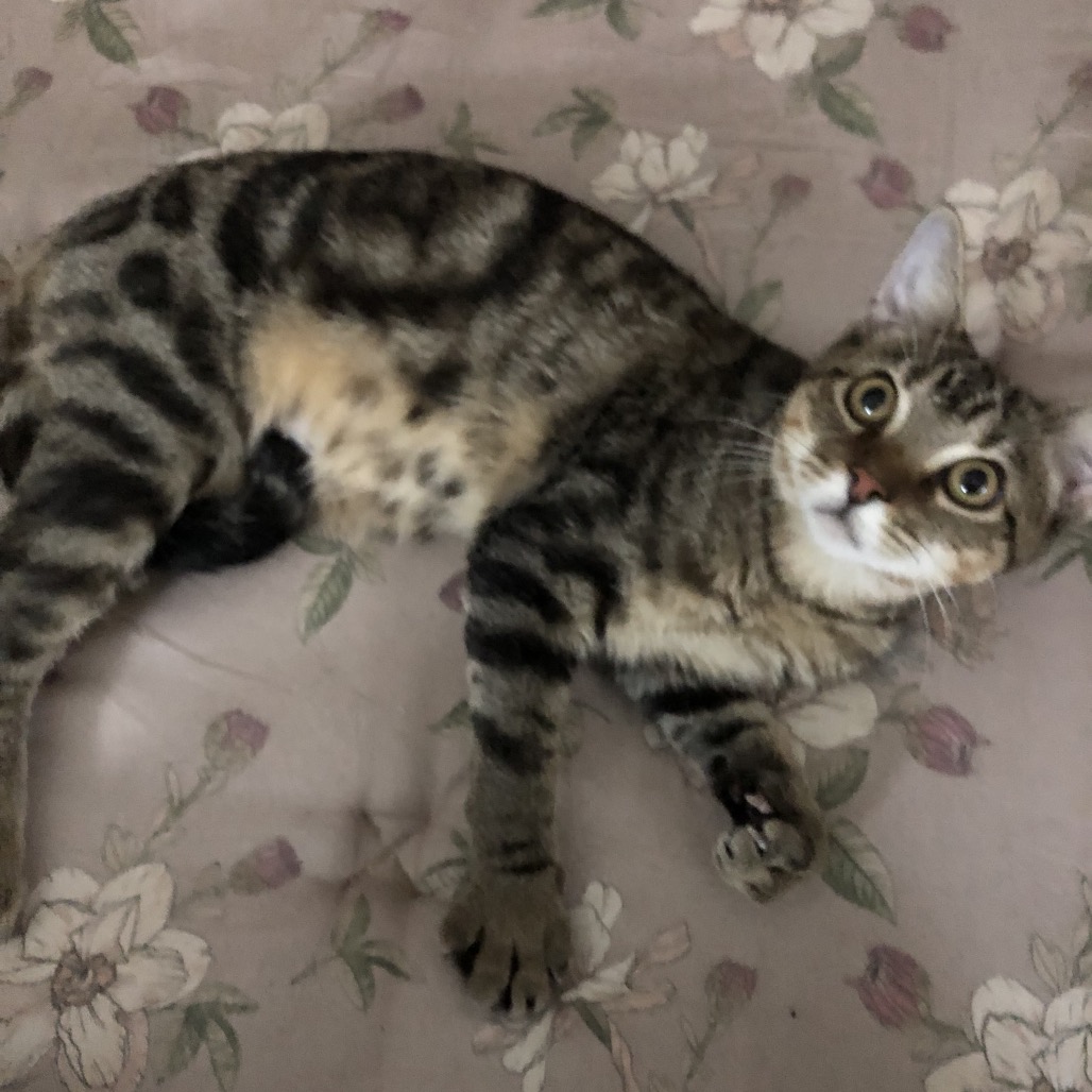 Shelter Stray Male Cat last seen , 8020 Washington St, Port Richey, FL 34668, USA