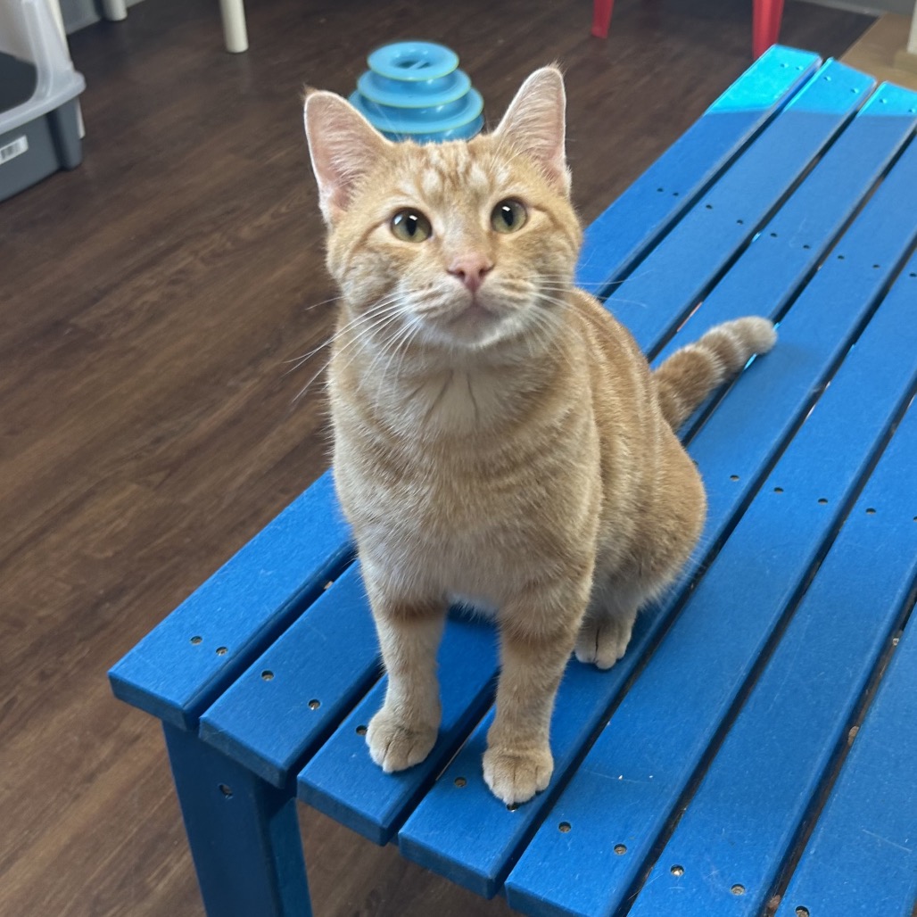 Shelter Stray Male Cat last seen , 8020 Washington St, Port Richey, FL 34668, USA