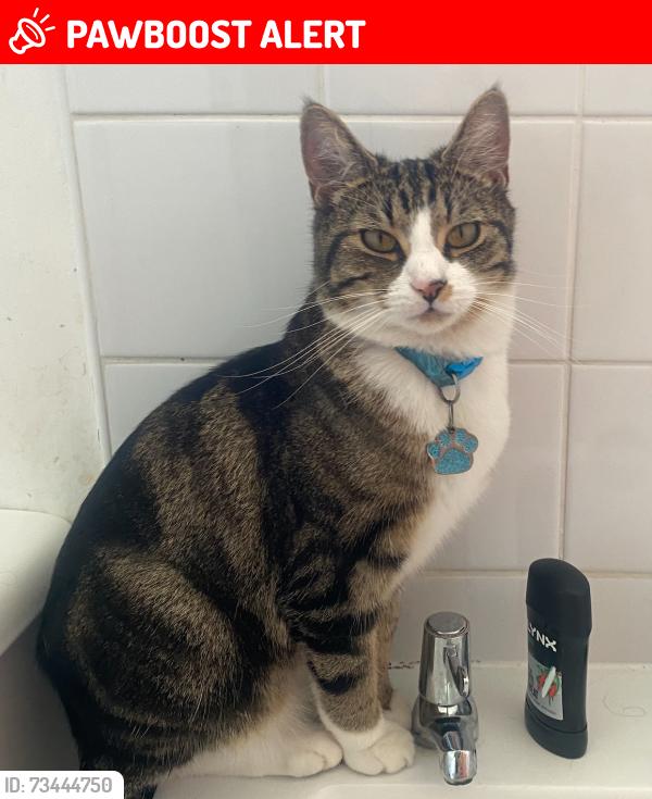 Deceased Male Cat last seen Denmark hill, Sunset Road, Rutland Court, Sunray Avenue, Greater London, England SE5 8EW