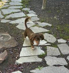 Found/Stray Male Dog last seen Carolina Dr and W Rhett St Charleston Sub Boise, Boise, ID 83702