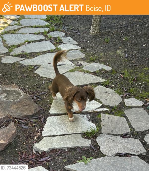 Found/Stray Male Dog last seen Carolina Dr and W Rhett St Charleston Sub Boise, Boise, ID 83702