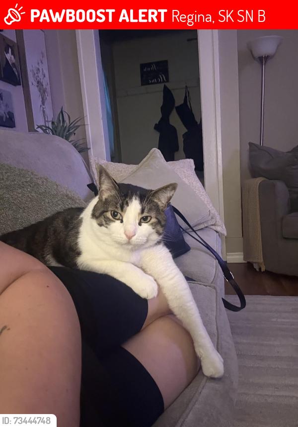 Lost Male Cat last seen Candy cane park, Regina, SK S4N 4B8