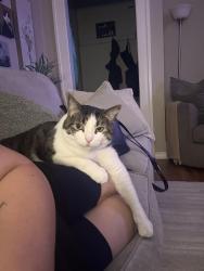 Lost Male Cat last seen Candy cane park, Regina, SK S4N 4B8