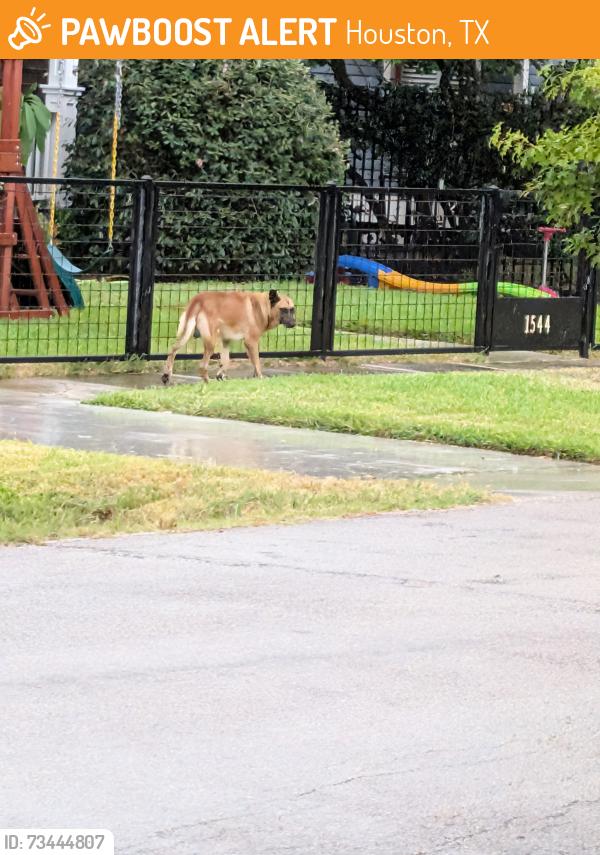 Found/Stray Male Dog last seen Cortlandt @ 16th, Houston, TX 77008