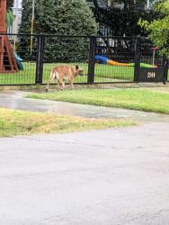 Found/Stray Male Dog last seen Cortlandt @ 16th, Houston, TX 77008