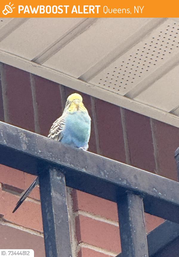 Found/Stray Unknown Bird last seen Near this hse, Queens, NY 11379
