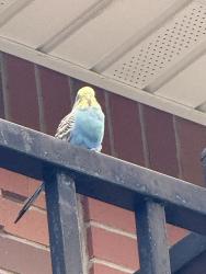 Found/Stray Unknown Bird last seen Near this hse, Queens, NY 11379