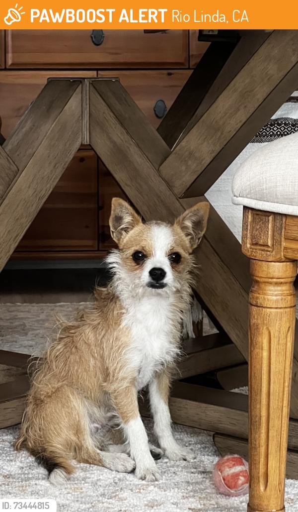 Found/Stray Male Dog last seen Cherry ln Rio Linda, Rio Linda, CA 95673