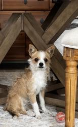 Found/Stray Male Dog last seen Cherry ln Rio Linda, Rio Linda, CA 95673