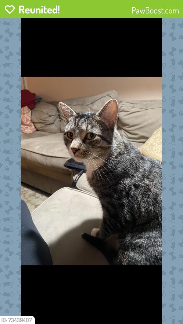 Reunited Male Cat last seen Woodland Drive, Falls Church, VA 22046