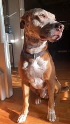 Lost Male Dog last seen Hwy 6, Sugar Land, TX 77498
