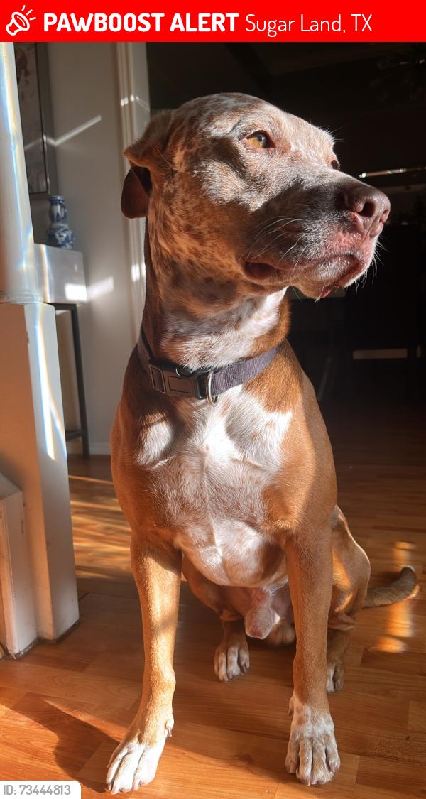 Lost Male Dog last seen Hwy 6, Sugar Land, TX 77498