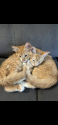 Lost Male Cat last seen Onyx ring, San Antonio, TX 78264