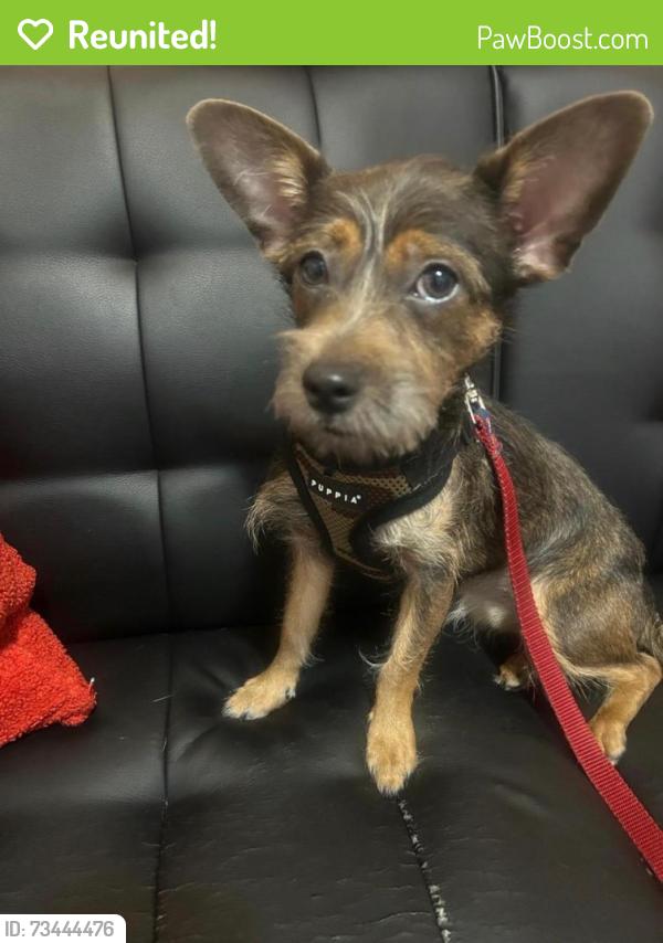 Reunited Female Dog last seen 49st & 5AV, Brooklyn, NY 11220