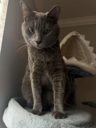 Lost Male Cat last seen Fairfield apmt, East Islip, NY 11730