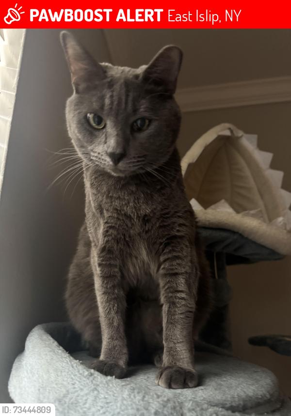Lost Male Cat last seen Fairfield apmt, East Islip, NY 11730