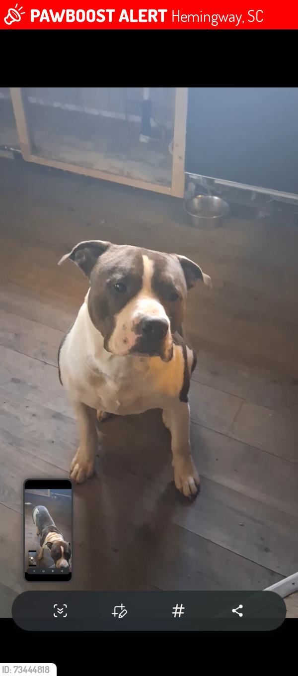 Lost Male Dog last seen Muddy creek rd., Hemingway, SC 29554