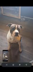 Lost Male Dog last seen Muddy creek rd., Hemingway, SC 29554