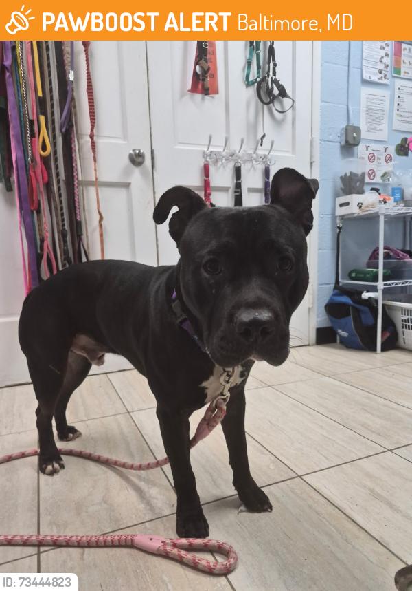Found/Stray Male Dog last seen Grantley Rd, Baltimore, MD 21207