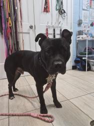 Found/Stray Male Dog last seen Grantley Rd, Baltimore, MD 21207