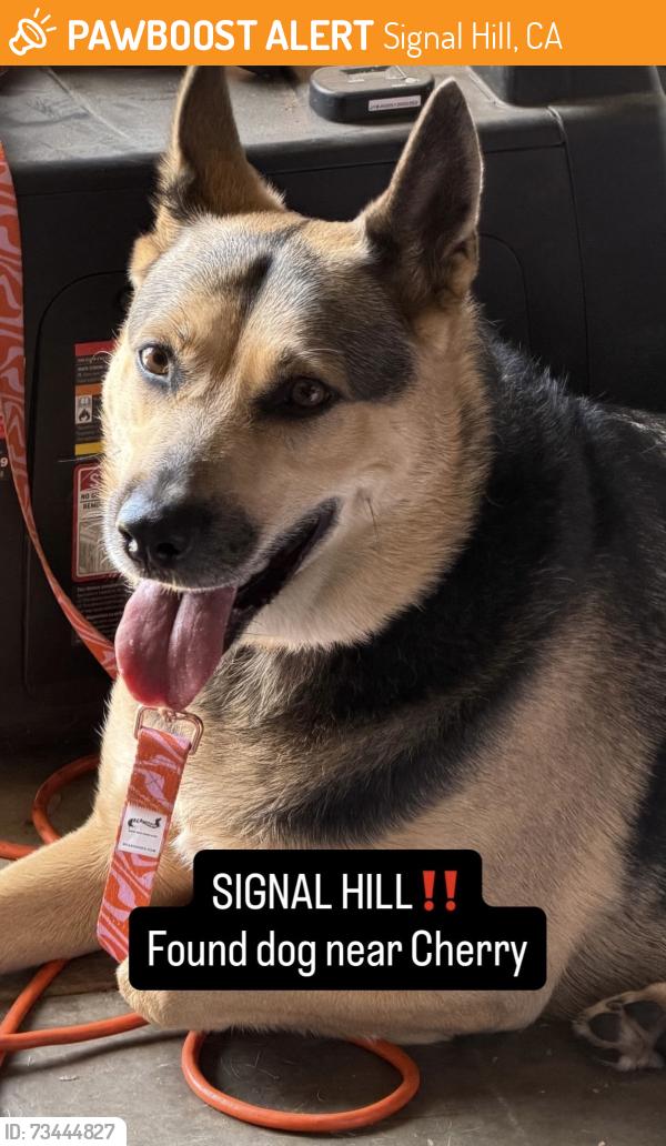 Found/Stray Female Dog last seen Juniper o& Willow, Signal Hill, CA 90755