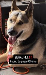 Found/Stray Female Dog last seen Juniper o& Willow, Signal Hill, CA 90755
