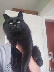 Reunited Male Cat last seen Salters road, gosforth, Newcastle upon Tyne, Gosforth, England NE3 4YR