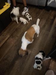 Reunited Female Dog last seen Warwick and old courthouse way, Newport News, VA 23608