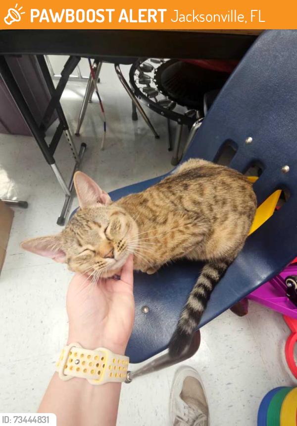 Found/Stray Female Cat last seen Kingsbury and Dancy, Jacksonville, FL 32205