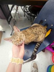 Found/Stray Female Cat last seen Kingsbury and Dancy, Jacksonville, FL 32205