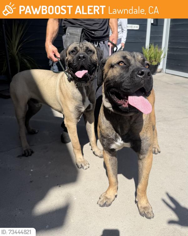 Found/Stray Male Dog last seen Near W 149th St, Lawndale, CA 90260