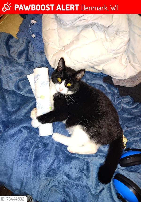 Lost Female Cat last seen County road r, Denmark, WI 54208