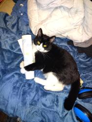 Lost Female Cat last seen County road r, Denmark, WI 54208