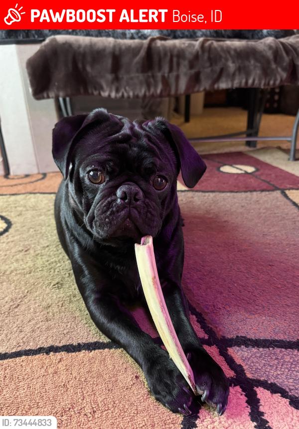 Lost Male Dog last seen Lake hazel , charter point subdivision, Boise, ID 83709