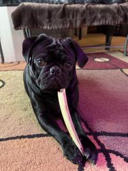 Lost Male Dog last seen Lake hazel , charter point subdivision, Boise, ID 83709