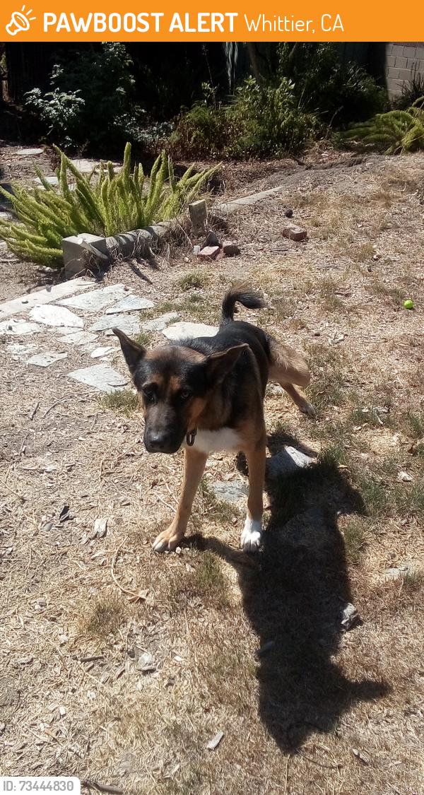 Found/Stray Male Dog last seen Cantrell Ave. Whittier CA, Whittier, CA 90604