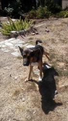 Found/Stray Male Dog last seen Cantrell Ave. Whittier CA, Whittier, CA 90604