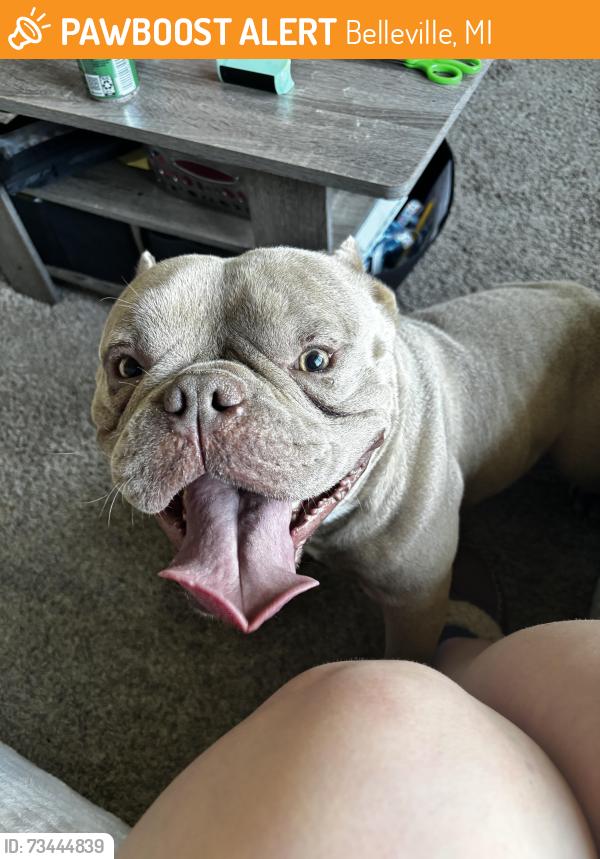Found/Stray Male Dog last seen Rawsonville and Huron river dr, Belleville, MI 48111